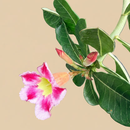Exotic Color Desert Rose 8” pot