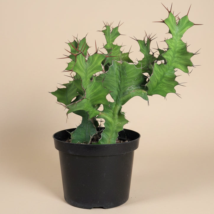 Euphorbia Grandicornis