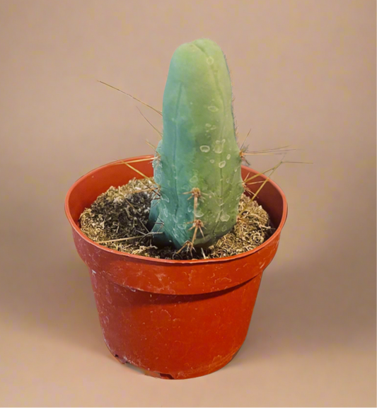 4” Trichocereus Bridgesii Monstrose - Penis Cactus