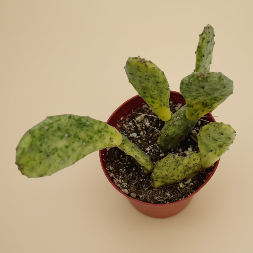 Sunburst Prickly Pear – Opuntia cochenillifera variegata (6” Pot)