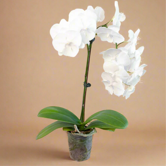 Orchid 'White Phalaenopsis'