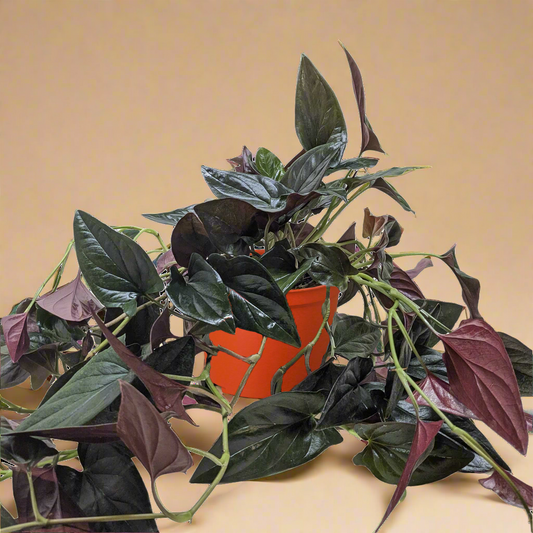 Syngonium 'Red Arrow'