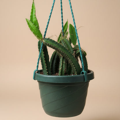 Dog Tail Cactus - Selenicereus testudo