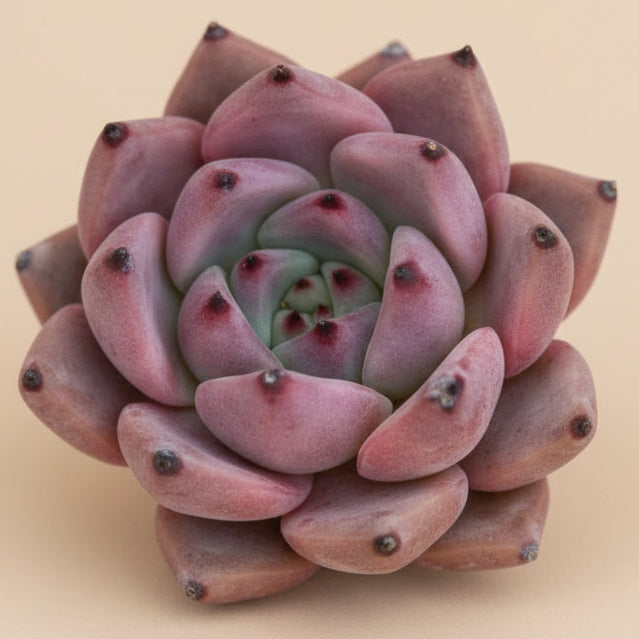Echeveria Agavoides ‘Romeo’