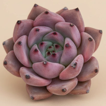 Echeveria Agavoides ‘Romeo’