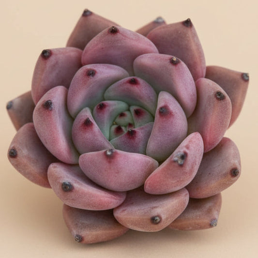 Echeveria Agavoides ‘Romeo’