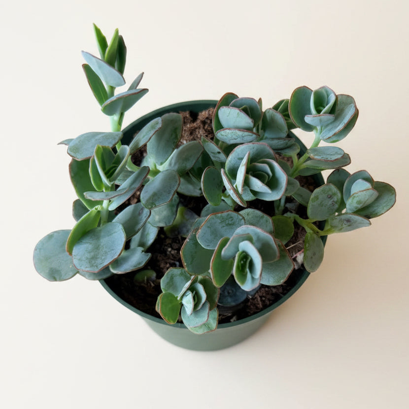 Marnier's Kalanchoe -Kalanchoe marnieriana