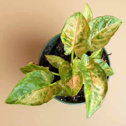 Syngonium ‘Pink Splash’ - 4.5” Pot