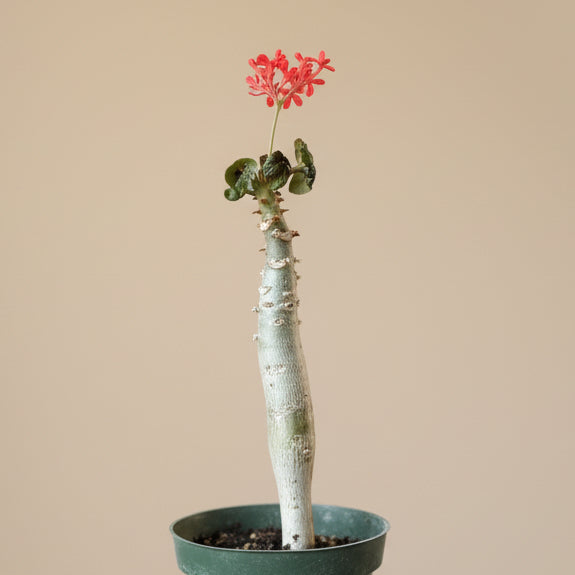 Jatropha Podagrica (Buddha Belly)