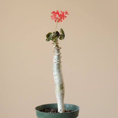 Jatropha Podagrica (Buddha Belly)
