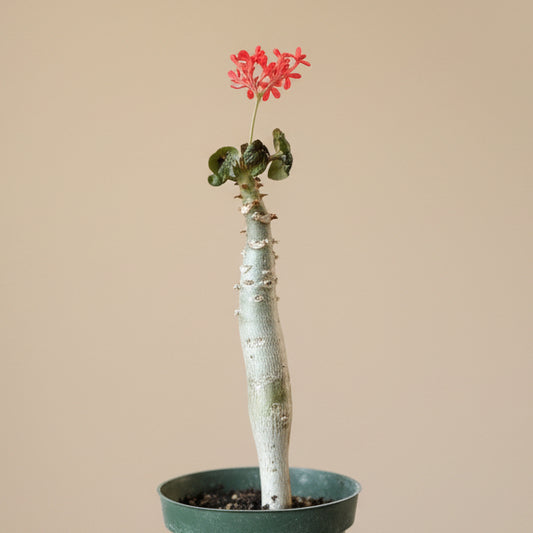 Jatropha Podagrica (Buddha Belly)
