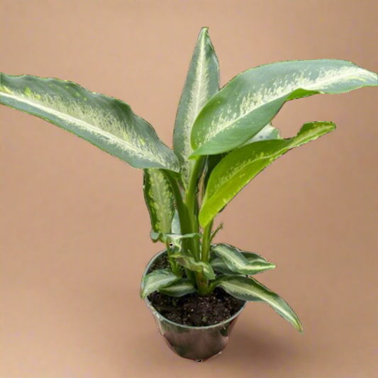 Dieffenbachia Panther