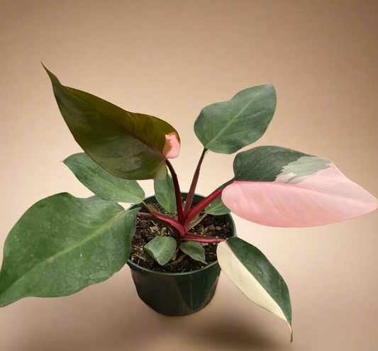 Philodendron 'Pink Princess'