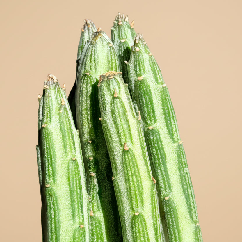 Senecio Stapeliiformis - Pickle Plant 4” pot