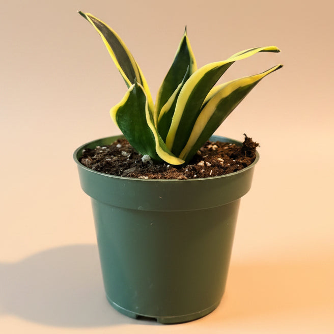 Birds Nest Snake Plant - ‘Sansevieria Hahnii Jade Marginata’ 4.5” pot