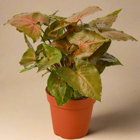 Syngonium Merry