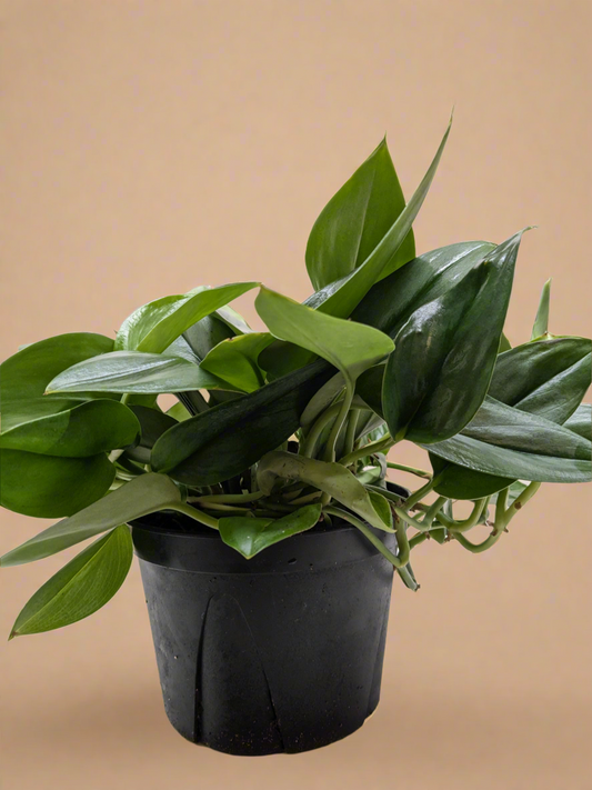 Scindapsus Platinum Java