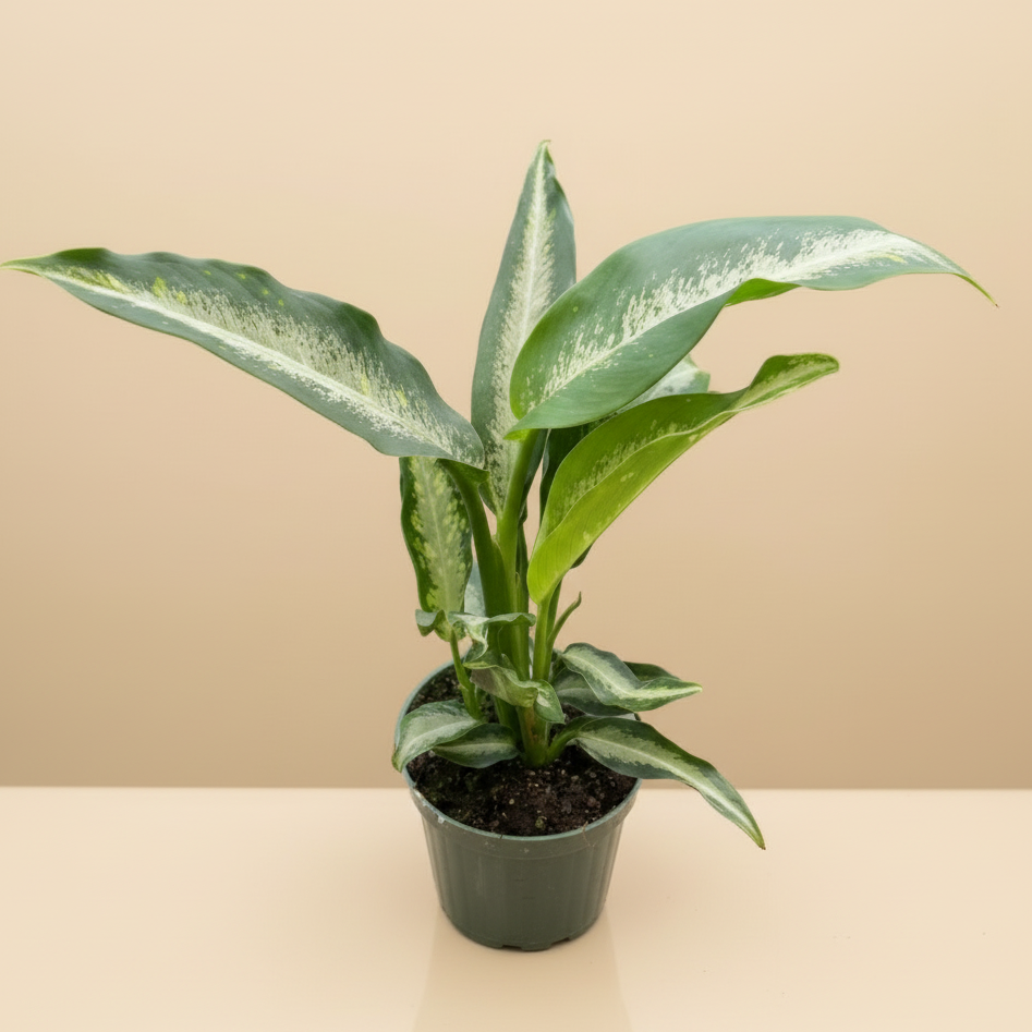 Dieffenbachia Panther