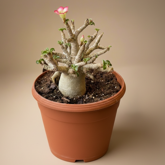 Dorset Horn Adenium Arabicum - Desert Rose 6” Pot