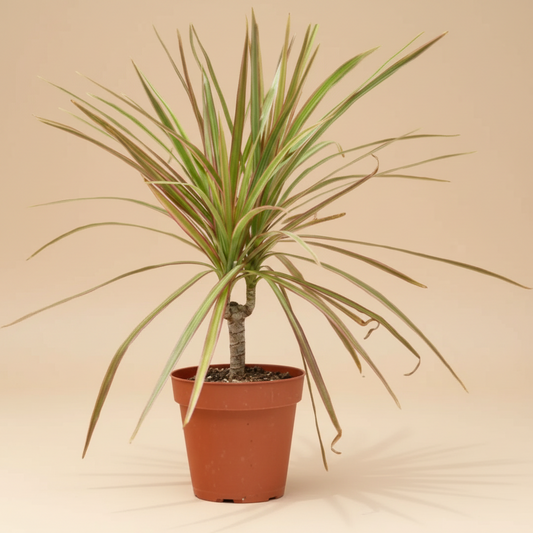 Dracaena 'Red Margined' - 4" Pot