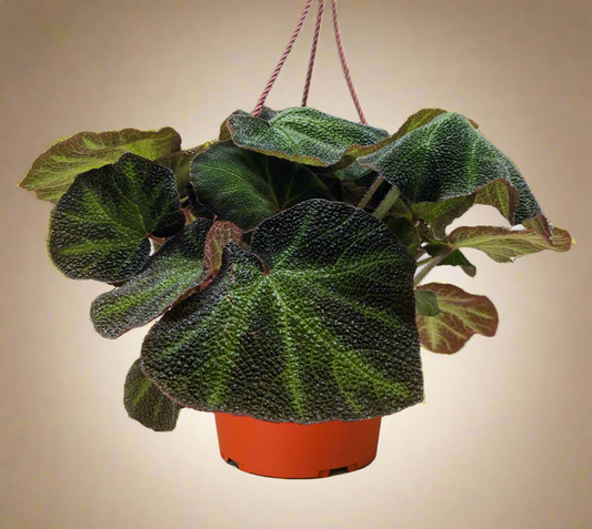 Begonia 'Soli Mutata'