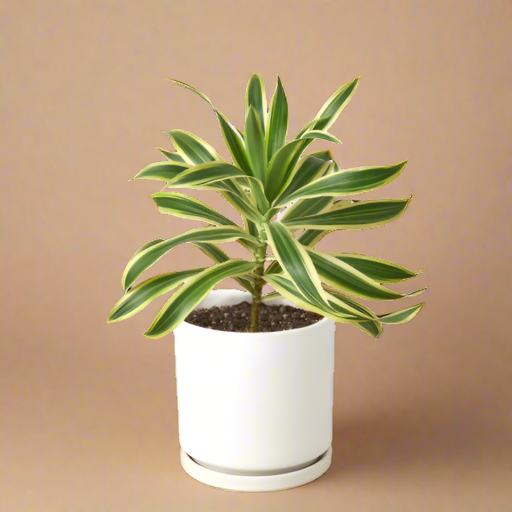 Dracaena 'Song of India'