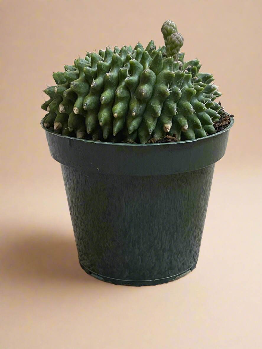 4.5” Gymnocalycium mihanovichii Inermis Cristata ‘Spineless’