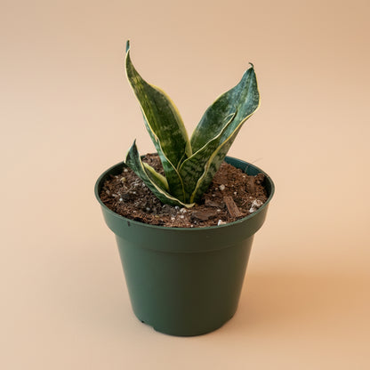 Birds Nest Snake Plant - Sansevieria Hahnii 'Super Star’ 4.5” pot
