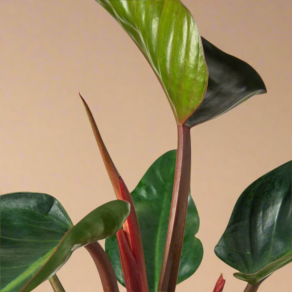Philodendron 'Congo Rojo'