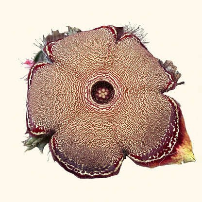 Persian Carpet Flower - Edithcolea Grandis