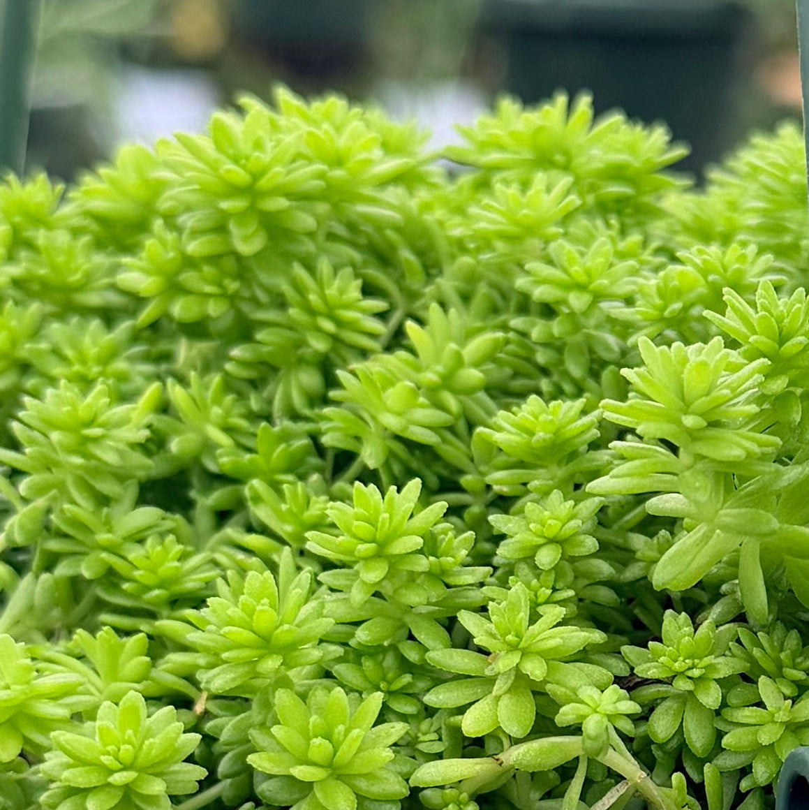 Sedum Golden Stonecrop 6” HB