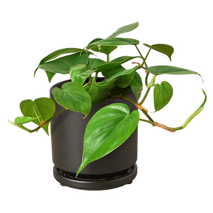 Philodendron Cordatum Heartleaf