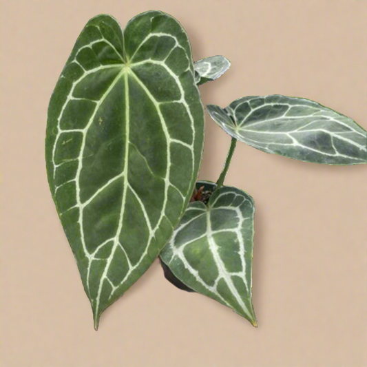 Anthurium Crystallinum