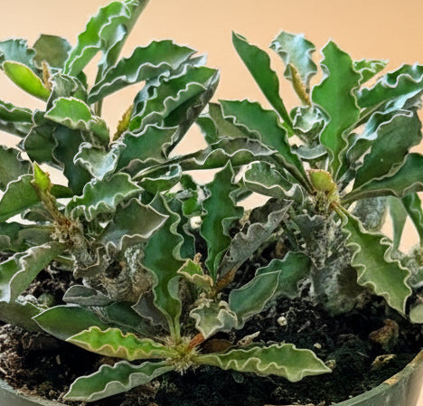 Euphorbia Decaryi close up of plant in a pot with a beige background