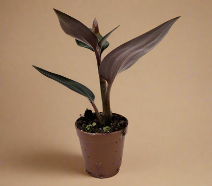 Ludisia Discolor