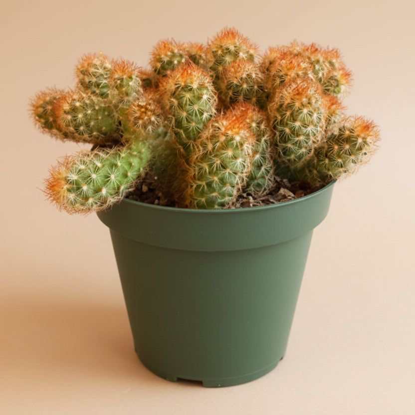 Mammillaria Elongata 'Copper King' -4.5” pot