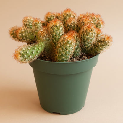 Mammillaria Elongata 'Copper King' -4.5” pot