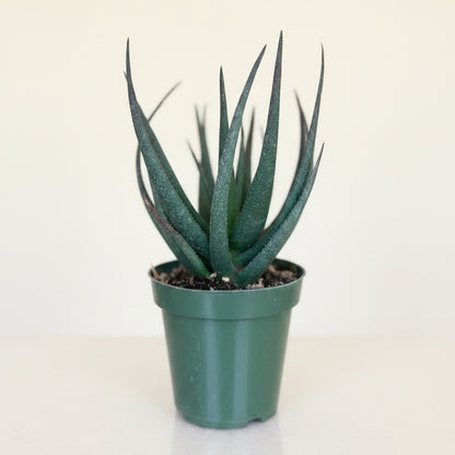 Gasteraloe Midnight - aloe fragilis 4.5” pot