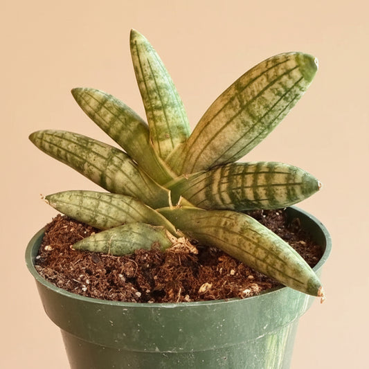 Sansevieria ‘Bonji’ - 4.5” pot