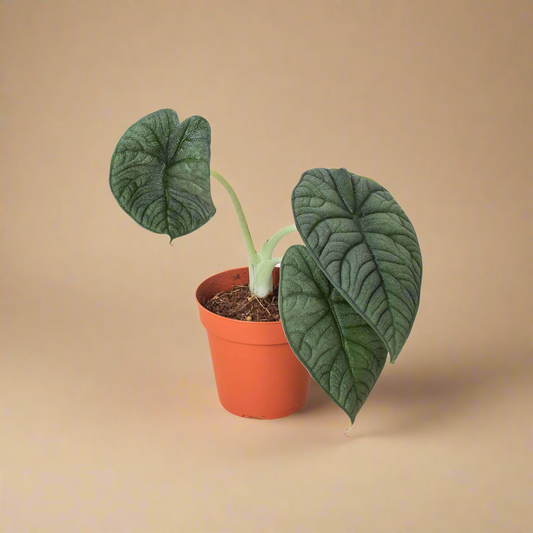Alocasia 'Melo'