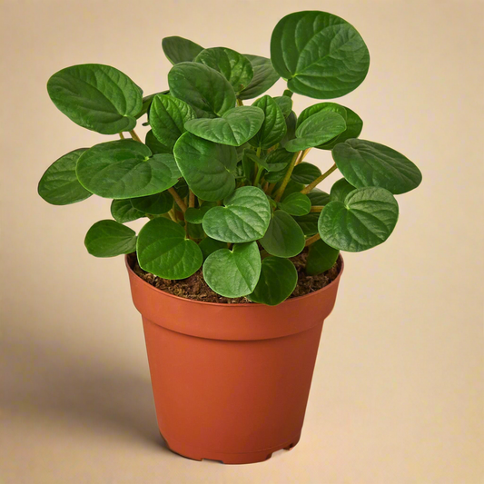 Peperomia 'Rana Verde'
