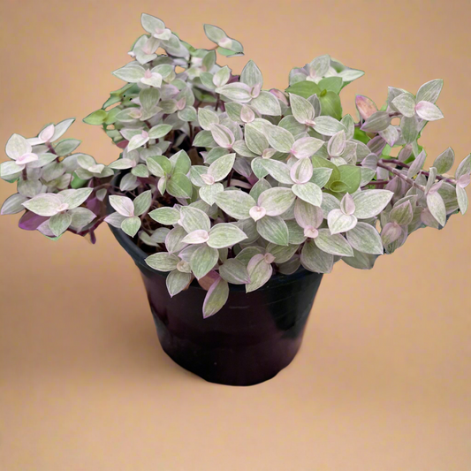 Tradescantia Callisia 'Pink Panther'