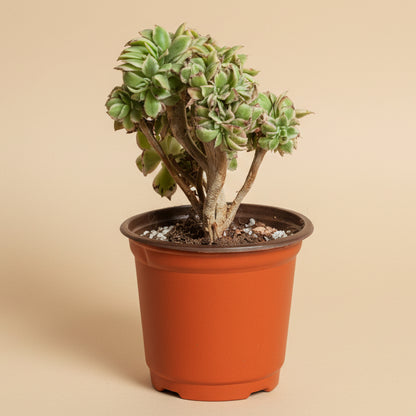 Crested Aeonium ‘Sunburst’ Bonsai Succulent Tree 4” pot