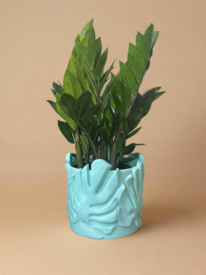 6” ZZ Plant - Zamioculcas Zamiifolia