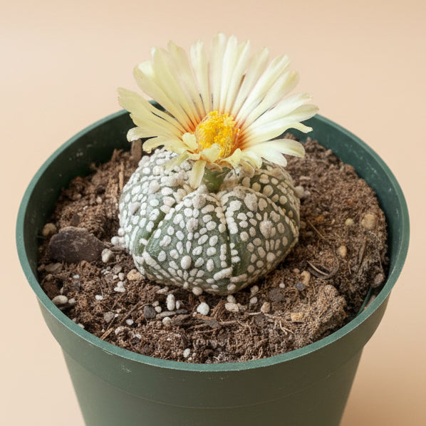 Astrophytum Asterias (Superkabuto) – Sand Dollar Cactus