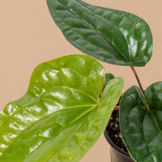Anthurium 'Radicans x Luxurians'
