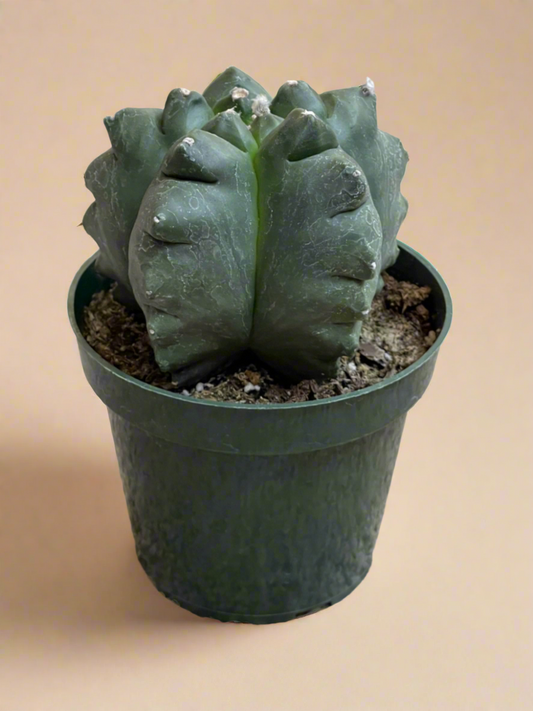 4.5” Astrophytum Myriostigma cv. Kikko Nudum