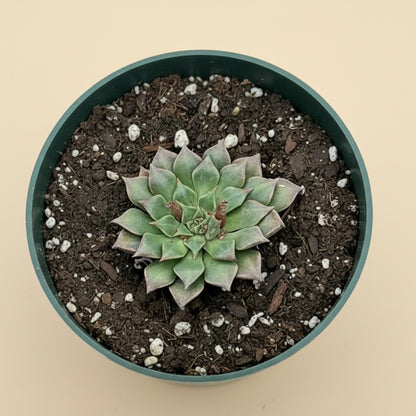 Chihuahua flower Graptopetalum bellum 4.5” pot