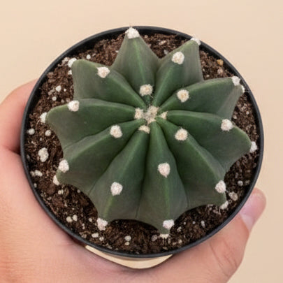 Domino Cactus -  Echinopsis subdenudata 4.5” pot
