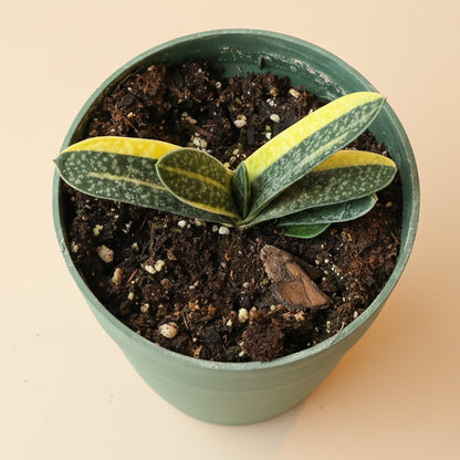 Variegated Gasteria -4.5” pot